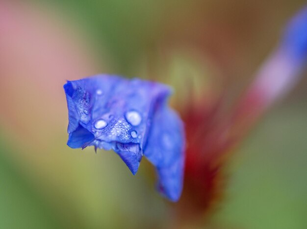 Foto blauwe bloemen close-up