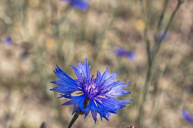 Foto blauwe bloemen close-up