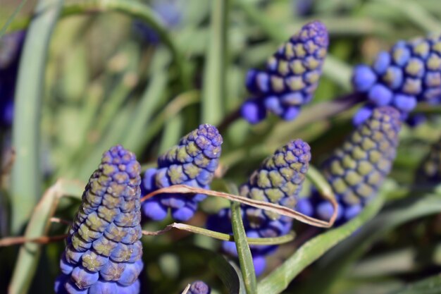 Blauwe bloemen in de groene tuin