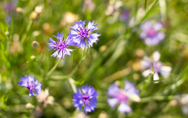 Blauwe bloemen in de tuin van blauwe bloemen Natuur achtergrond