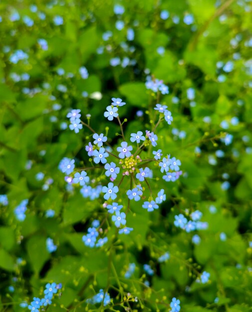 Blauwe bloemen in het bos