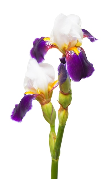 Blauwe bloemen iris geïsoleerd op een witte achtergrond