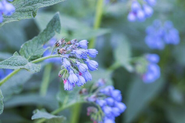 Blauwe bloemen klokken tuinplanten close-up