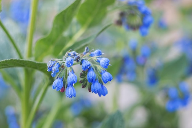 Blauwe bloemen klokken tuinplanten close-up