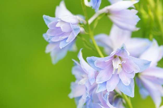 Blauwe bloemen op groene achtergrond