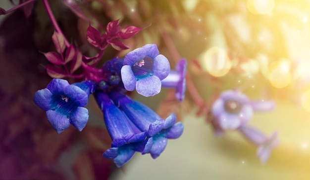 Blauwe bloemen op vergeelde bladeren onder zonlicht creatieve herfstachtergrond met planten en natuur