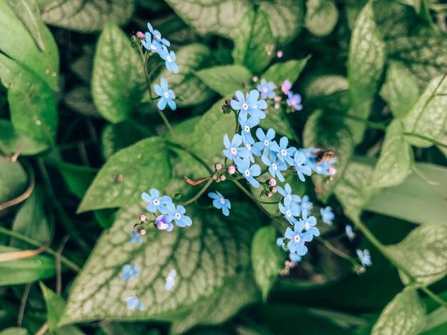 Blauwe bloemen van Brunnera in de tuin