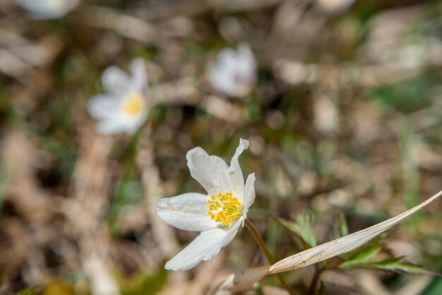 Blauwe bloemen van een sneeuwklokjeScilla in het bos LentebannerToned Hoge kwaliteit foto