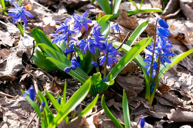 Blauwe bloemen van een snowdropScilla in het lentebos