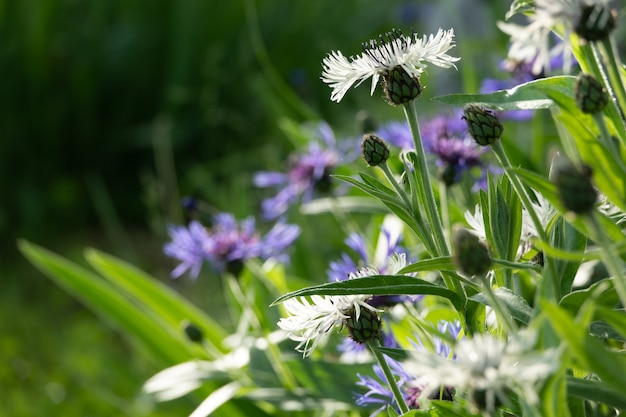 Blauwe bloemen van korenbloemen, rustiek boeket geplukt in de zomer gelegen