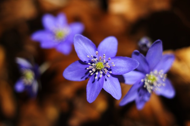 Blauwe bloemen van Scilla close-up