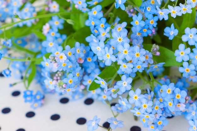 Blauwe bloemen van tuinvergeetachtig liggend op wit met zwarte stippenstof