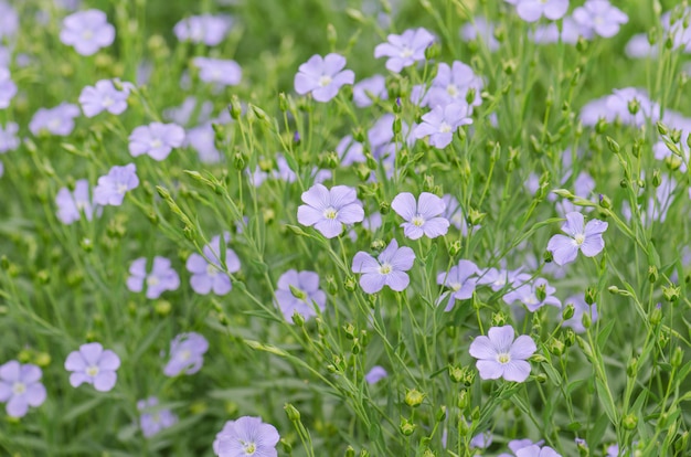 Blauwe bloemen van vlas