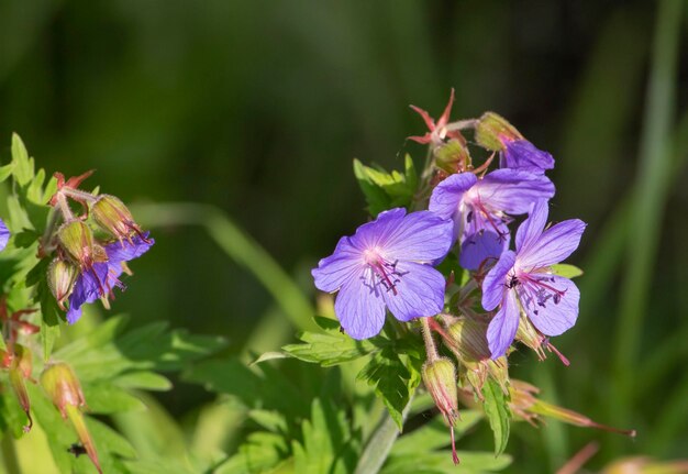 Foto blauwe bloemen van wilde geraniums die in weiden groeien