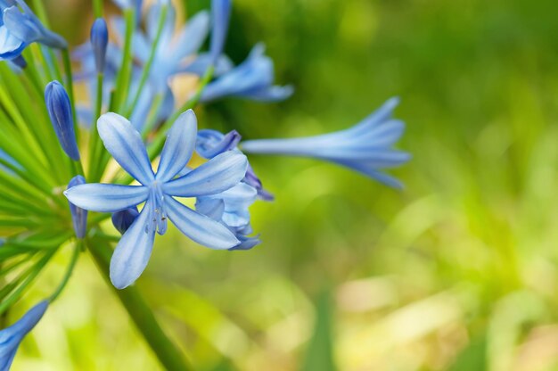 blauwe bloemen