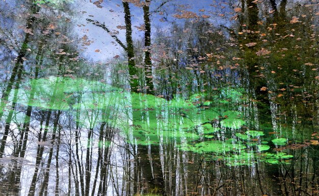 Blauwe bronnen en abstracte reflectie van bosbomen in de rivier
