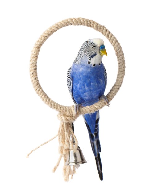 Blauwe budgie geïsoleerd op witte achtergrond Grasparkieten vogel of golvende papegaai