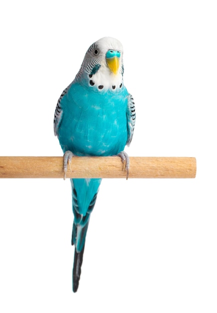 Blauwe budgie geïsoleerd op witte achtergrond Grasparkieten vogel of golvende papegaai