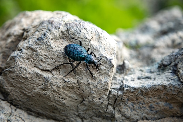 Blauwe bug in steen in het bos