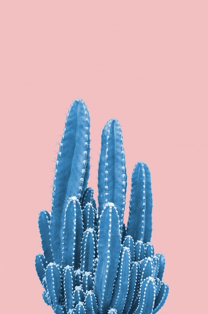 Blauwe cactus op roze achtergrond