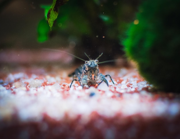 Blauwe cambarellus in mijn aquarium