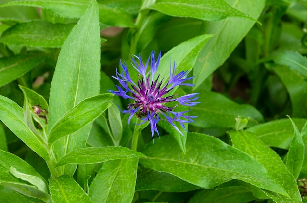 Blauwe centaurea cyanus Korenbloem, chelor`s knop bloeiende bloem, groene bladeren achtergrond.