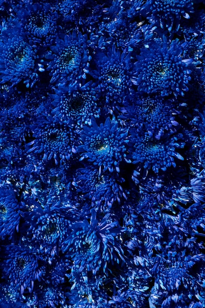 Foto blauwe chrysant bloemen achtergrond, bovenaanzicht