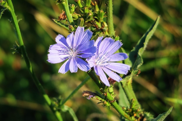 blauwe cichorei bloemen groeien op een stengel in een bloementuin. teelt van geneeskrachtige planten concept