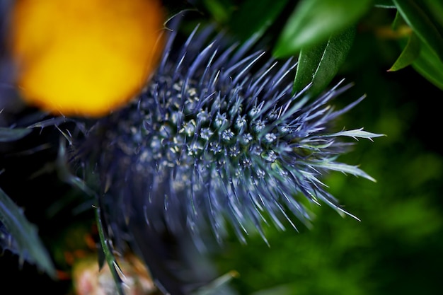 Blauwe doorn Eryngium Alpi in de natuur Sluiten