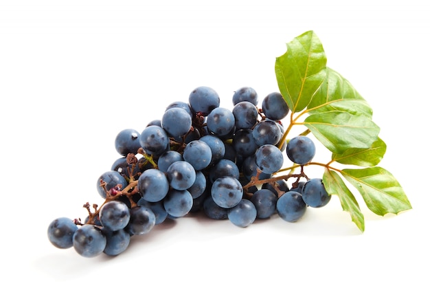 Blauwe druiven met blad