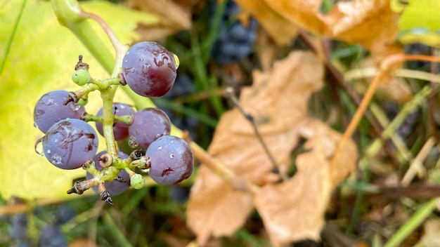 Blauwe druiven op een tak in de tuin