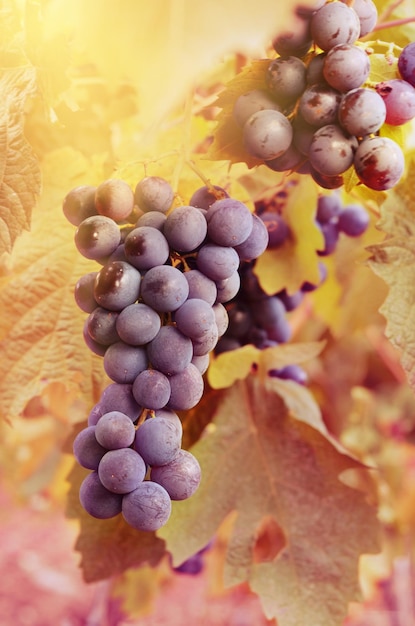 Blauwe druiven op wijnstok