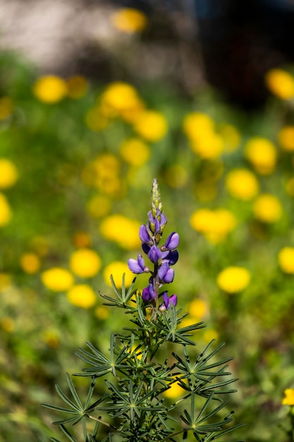 Blauwe eenjarige wilde lupine lupinus angustifolius die in een veld groeit na een regenbui en zich verspreidt door zaadcapsules geeft kleur aan het late winterlandschap