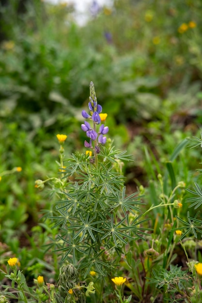 Blauwe eenjarige wilde lupine lupinus angustifolius die in een veld groeit na een regenbui en zich verspreidt door zaadcapsules geeft kleur aan het late winterlandschap