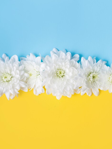 Blauwe en gele achtergrond met witte bloemen erop. Sta achter Oekraïne