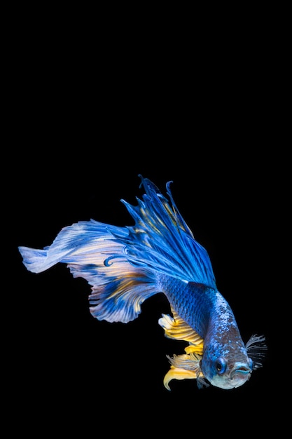 Blauwe en gele bettavissen, siamese het vechten vissen op zwarte achtergrond