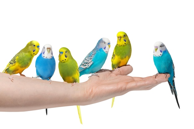 Blauwe en gele golvende papegaaien geïsoleerd op een witte achtergrond