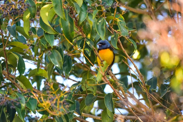 Blauwe en gele tanager Patagonië Argentinië