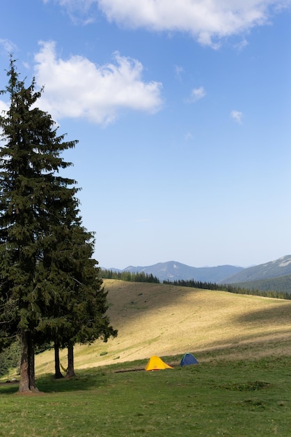 Foto blauwe en gele tenten staan bij een enorme dennenboom tegen de achtergrond van bergen.
