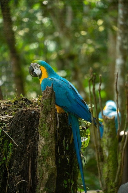 Blauwe en gouden ara, Amazonegebied, Ecuador