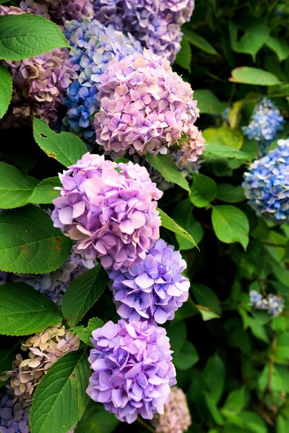 Blauwe en roze hortensia.