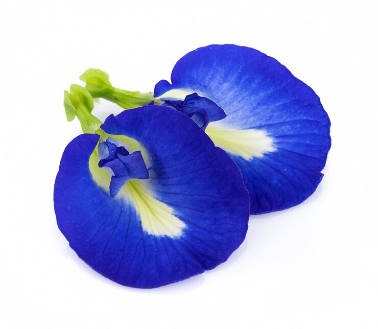 Blauwe erwten geïsoleerde bloemen