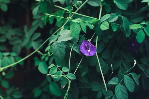 Blauwe erwtenbloemen op aardachtergrond