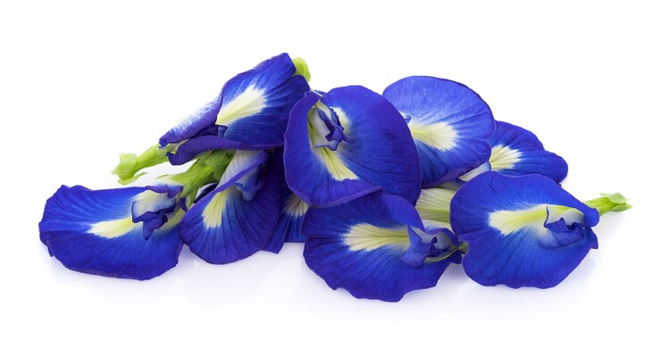 Blauwe erwtenbloemen op witte achtergrond