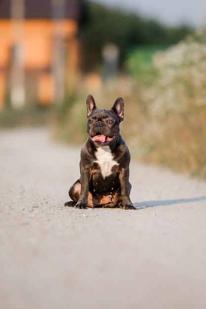 Blauwe Franse buldog. Schattige hond