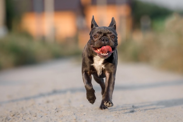 Blauwe franse bulldog schattige hond