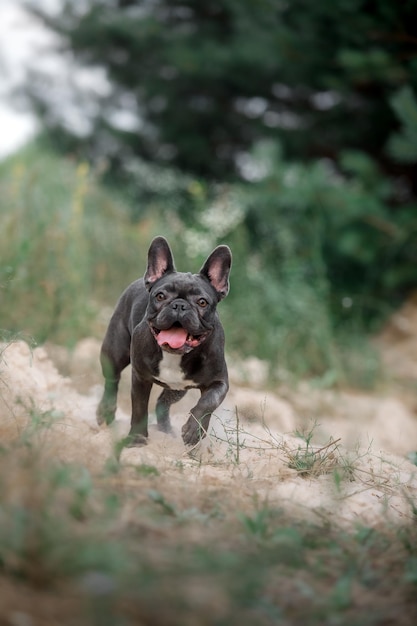 Blauwe Franse bulldog Schattige hond