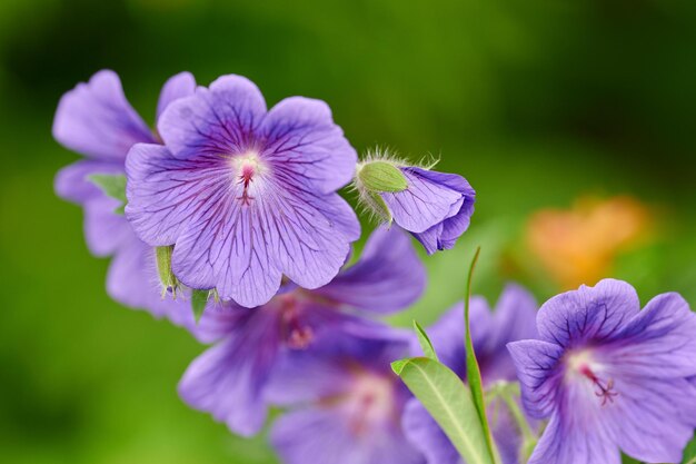 Blauwe Geranium bloemen groeien in een achtertuin in de zomer Mooie violet bloeiende plant bloeien op een veld of weide in de lente Mooie wilde bloemen in hun natuurlijke habitat in de natuur