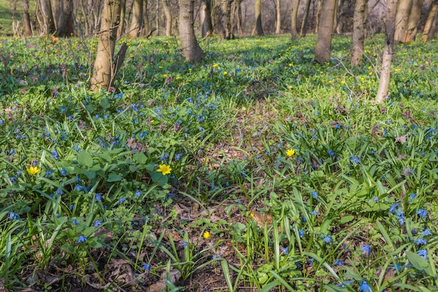 Blauwe glorie van de sneeuwbloemen