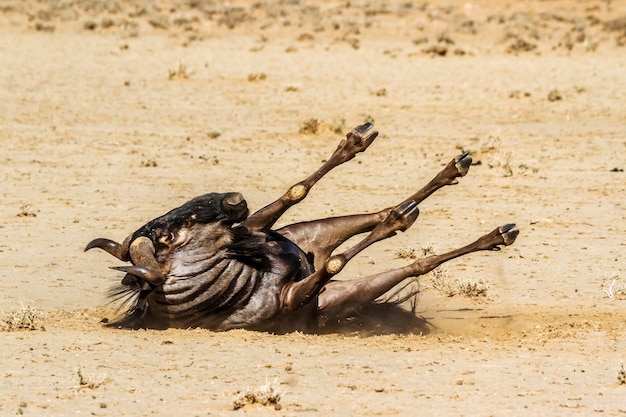 Foto blauwe gnu's rollen over in het zand in het kgalagadi grensoverschrijdende park zuid-afrika specie connochaetes taurinus familie bovidae